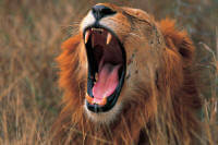 The Dik Dik Safari - Family Safaris in Africa - Fun for everyone in the family - www.Africansafaris.Travel