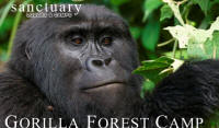 Sanctuary Gorilla Forest Camp