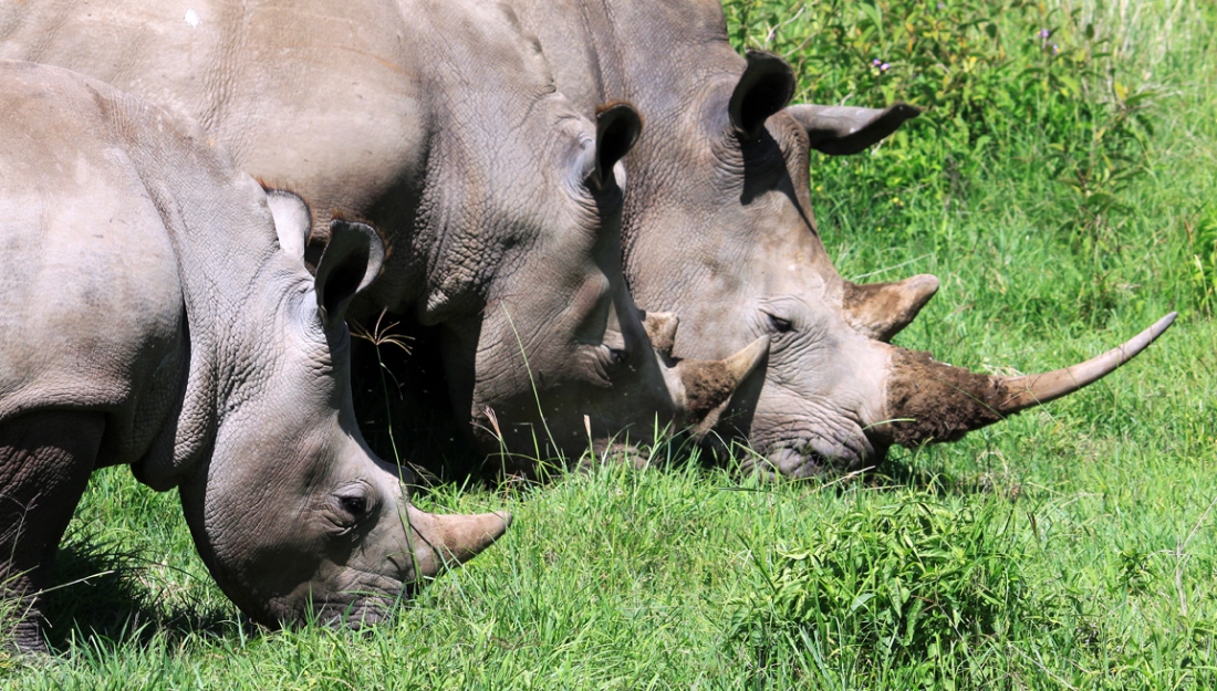 White Rhinos, Lake Manyara, Kenya!