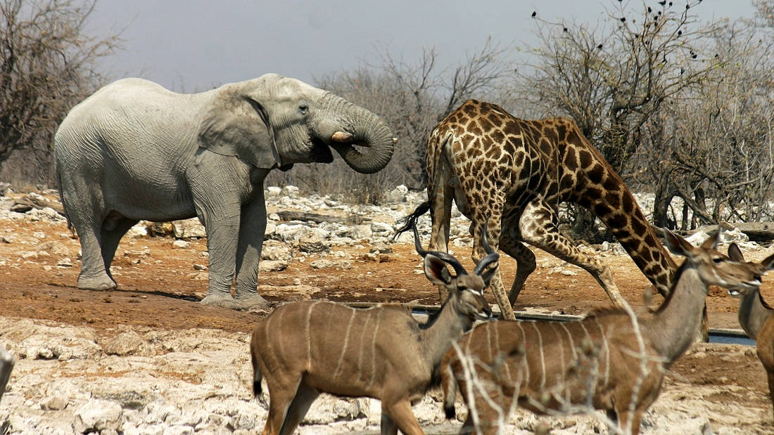 Waterhole in Etosha Game Reserve, Namibia