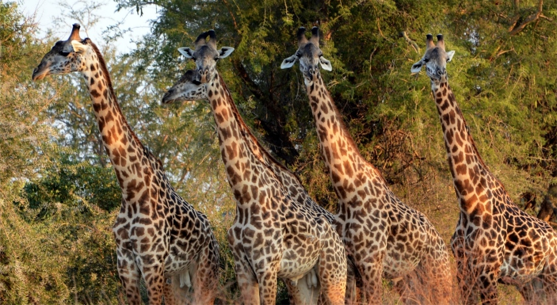 Giraffe Bulls, Luambe National Park, Zambia