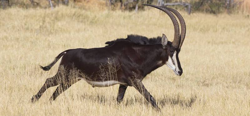 Untamed Botswana Safari (11 Days) - www.africansafaris.travel