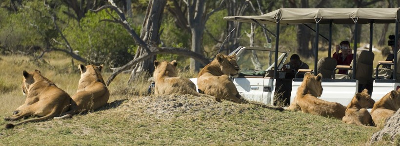 The Romance in Botswana Safari (7 Days) - www.africansafaris.travel