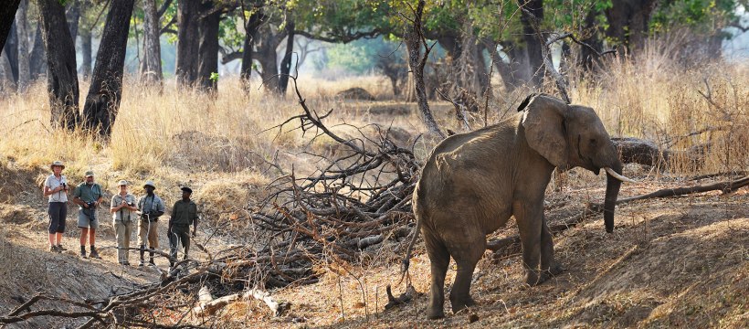 The Chikoko Trails Walking and Camping Safari in Zambia (Min. 3 Nights) - www.photo-safaris.com