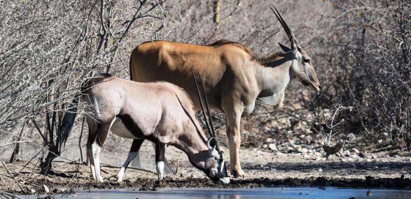 Journey Through Northern Namibia (7 Days) - www.africansafaris.travel
