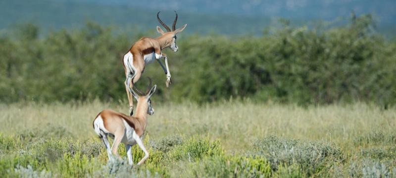 Journey Through Northern Namibia (7 Days) - www.africansafaris.travel