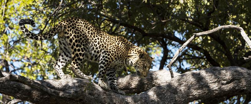 Botswana Safari on a Budget (10 Days) - www.africansafaris.travel