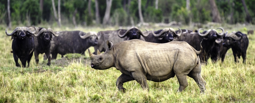 Governors' IL Moran Camp (Masai Mara) Kenya - www.africansafaris.travel