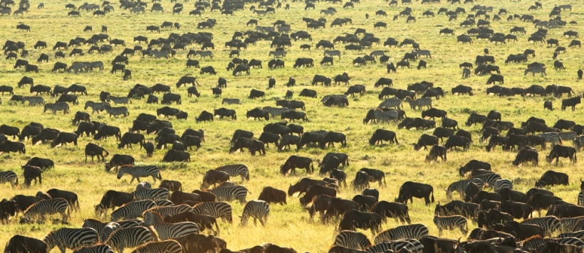 The Glorious Return of the Classic Safari Camp -  Tanzania (Min. of 3 nights) - www.photo-safaris.com