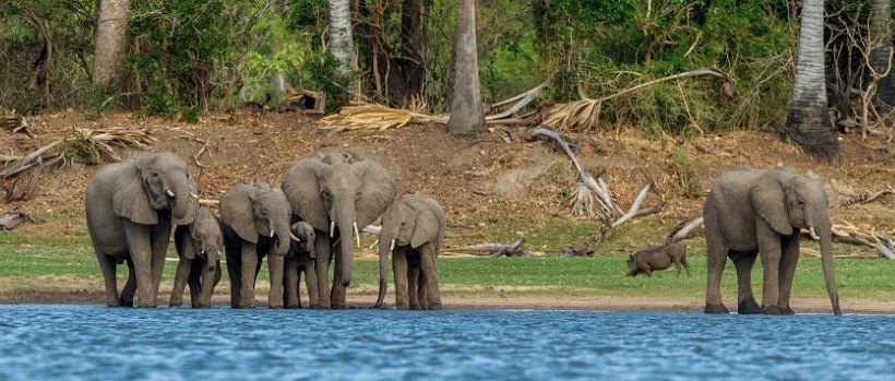 Mvuu Wilderness Camp (Liwonde National Park) Malawi - www.africansafaris.travel
