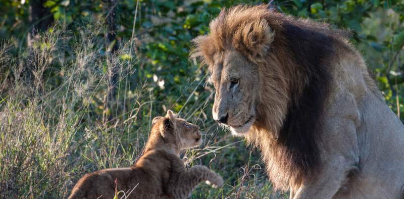 Dive into the Delta (6 Days) - www.africansafaris.travel