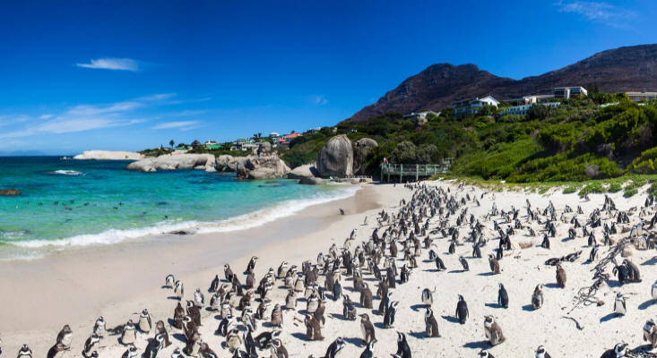 Kayak paddle with penguins | Luxury African Safaris,South America & South Asia Tours|andBeyond