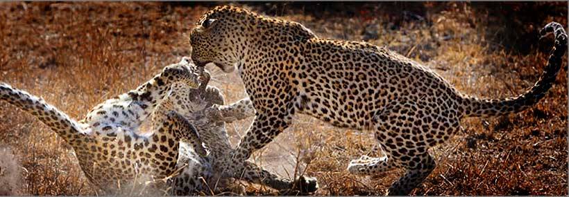 Elephant Plains Game Lodge - www.Africansafaris.Travel