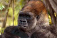 A Glimpse of Gorillas - Customized Safaris in Rwanda and Uganda - www.Africansafaris.Travel